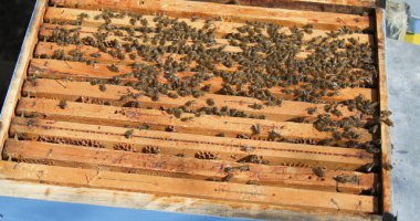 Arılar bir arı kovanının içinde ahşap çerçevelerde toplanıyorlar. Sahne, gün ortası güneşli bir bahçeyi gösteriyor..