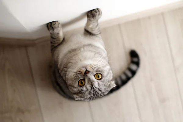 Scottish Fold gato está de pie sobre sus patas traseras apoyadas en la pared. Retrato animal — Foto de Stock