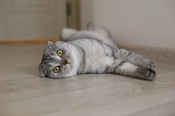 Pisica drăguță întinsă pe podea — Fotografie, imagine de stoc