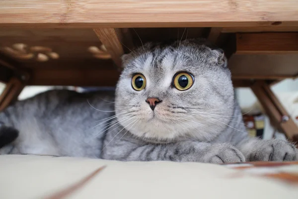 귀여운 고양이 테이블 밑에 숨어 — 스톡 사진