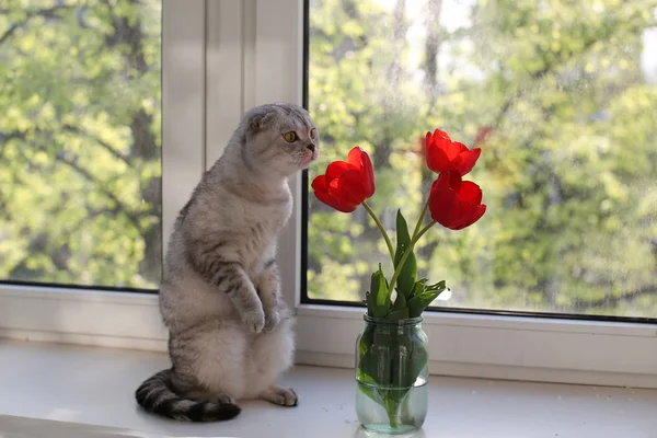 Tulipes reniflant le chat sur le rebord de la fenêtre — Photo