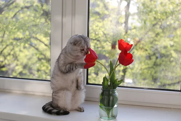 Scottish Fold gato está oliendo las flores de primavera —  Fotos de Stock