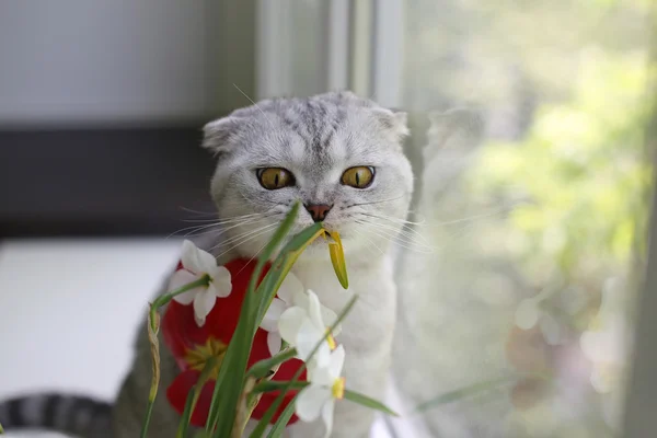 Scottish Fold Cat miroase florile de primăvară — Fotografie, imagine de stoc