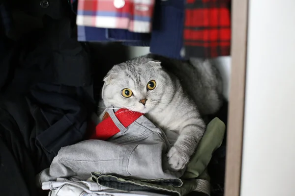 Скоттиш Фолд кот прячется в шкафу — стоковое фото