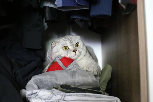 Katze versteckt sich im Kleiderschrank — Stockfoto
