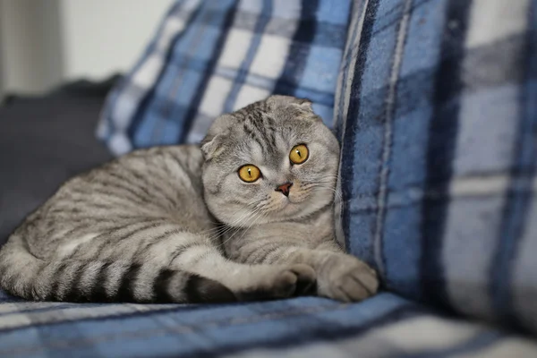 Macska a kanapén, sárga szemmel Stock Kép