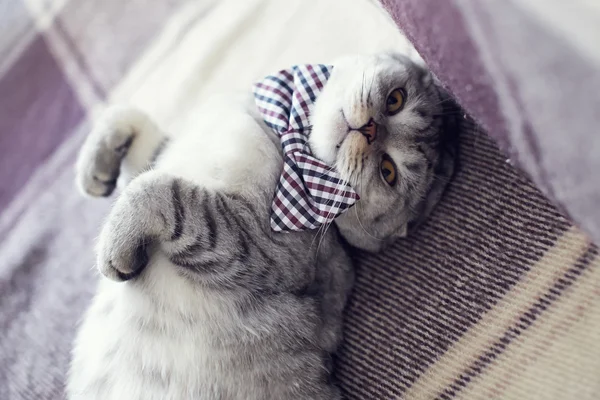 Cat gentleman dans un nœud papillon à carreaux — Photo