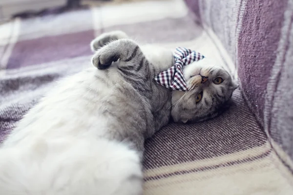 Cat gentleman in a bow tie — Stock Photo, Image