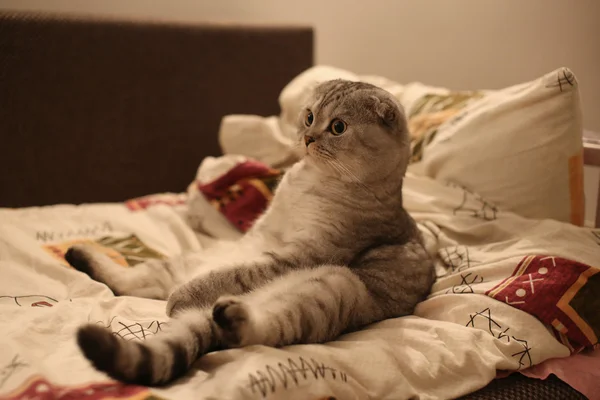 Смешной шотландский фолд-кот, сидящий как человек — стоковое фото