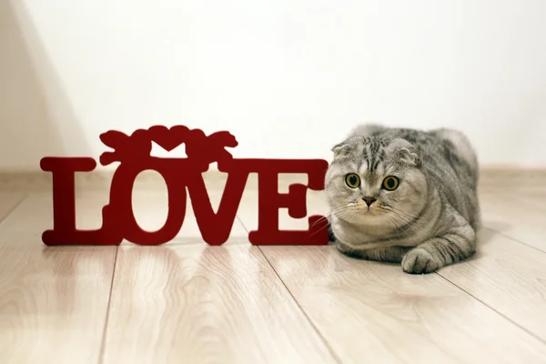 Lindo gato Fold escocés con ojos divertidos se encuentra en el suelo junto a la inscripción de madera LOVE — Foto de Stock