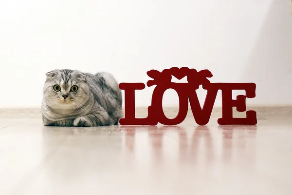 Симпатичная кошка Scottish Fold со смешными глазами лежит на полу рядом с деревянной надписью LOVE. Селективный фокус — стоковое фото