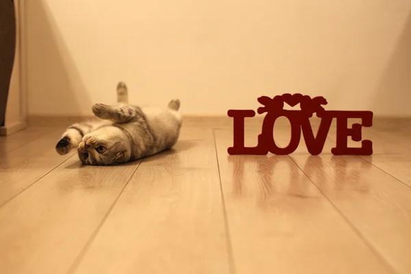 Симпатичный шотландский кот Fold лежит на полу рядом с деревянной надписью LOVE. Селективный фокус — стоковое фото