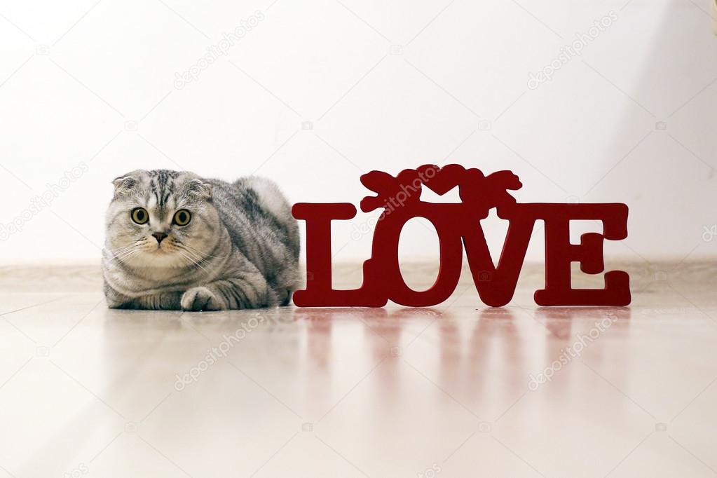 Cute Scottish Fold cat with funny eyes lays on the floor next to the wood inscription LOVE. Selective focus