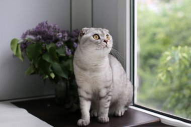 İskoç Fold kedi bahar çiçekleri yanında oturan