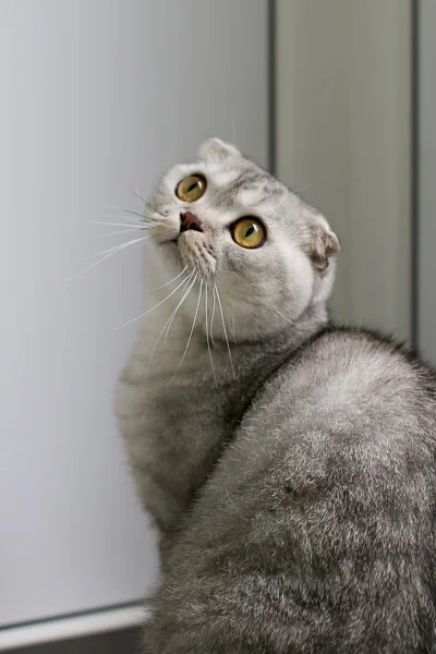 Scottish Fold chat à la recherche. Concentration sélective — Photo