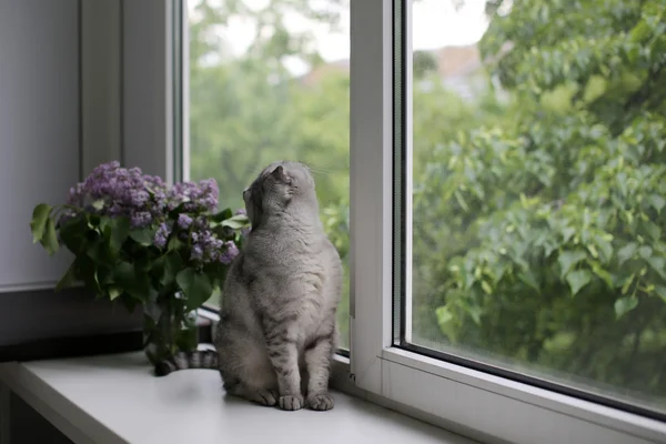 Pisica drăguță așezată lângă florile de primăvară — Fotografie, imagine de stoc