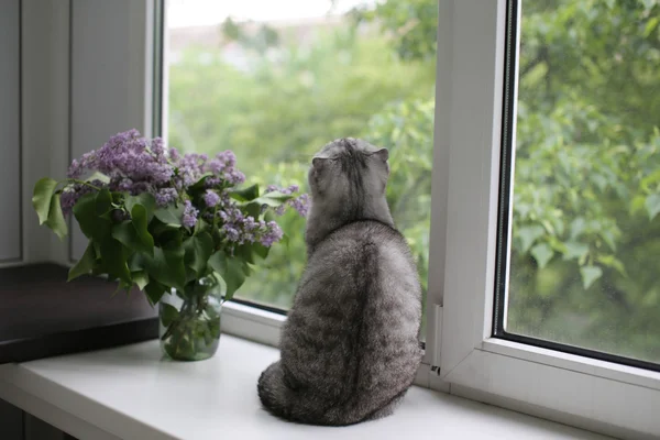 Кот сидит рядом с весенними цветами — стоковое фото