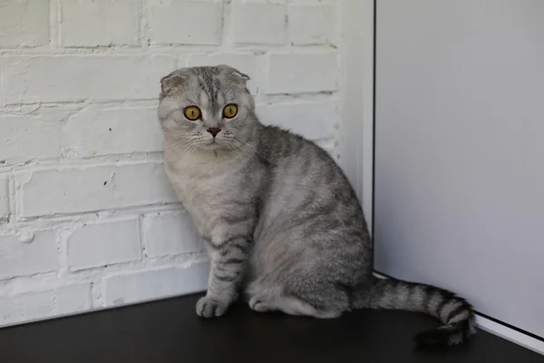 Kat met amberkleurige ogen, zittend op een tafel — Stockfoto