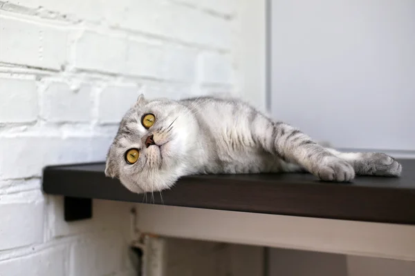 Scottish Fold pisica cu ochi chihlimbar culcat pe masă — Fotografie, imagine de stoc