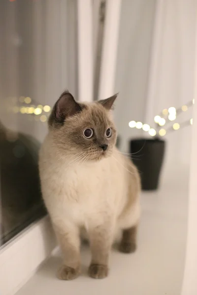 Gato britânico sentado com luzes festivas — Fotografia de Stock