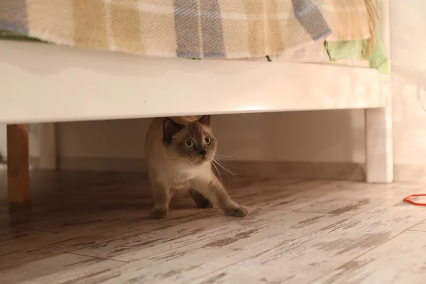 Brit macska bujkál az ágy alatt Stock Kép