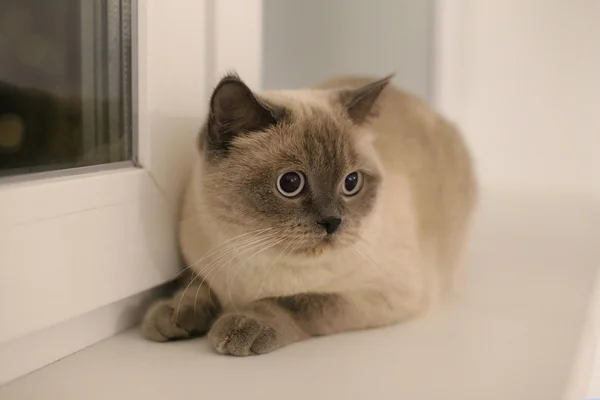 Кошка, сидящая на подоконнике — стоковое фото