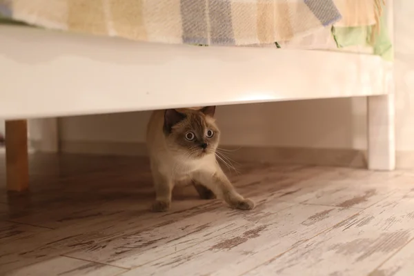 Kuriose Katze versteckt sich unter dem Bett — Stockfoto