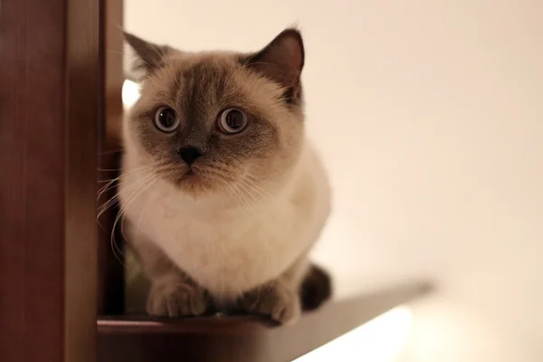 Leuke kat zit op houten trap — Stockfoto