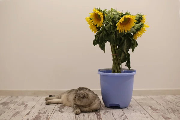 Милая кошка лежит на полу рядом с букетом подсолнухов — стоковое фото