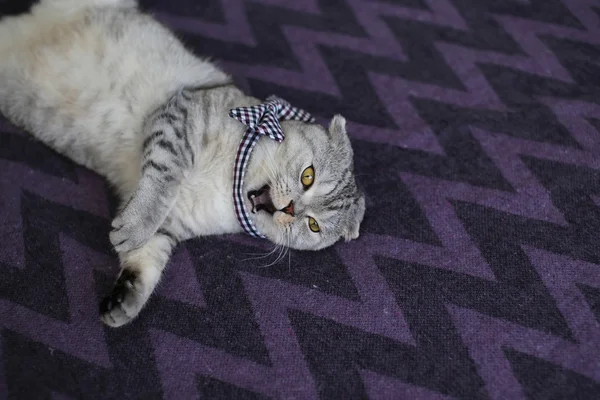 나비 넥타이 울음 소리에 귀여운 고양이 — 스톡 사진