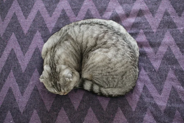 Aranyos macska feküdt a lila blanke Jogdíjmentes Stock Fotók