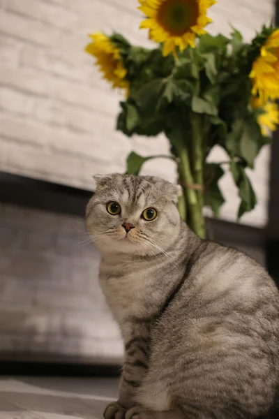 Schattig Scottish Fold kat zat naast de zonnebloemen — Stockfoto