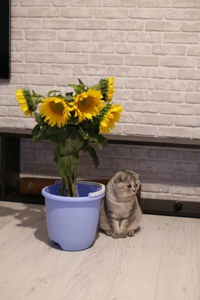 Niedliche schottische Faltkatze sitzt neben einem Eimer mit Sonnenblumen — Stockfoto