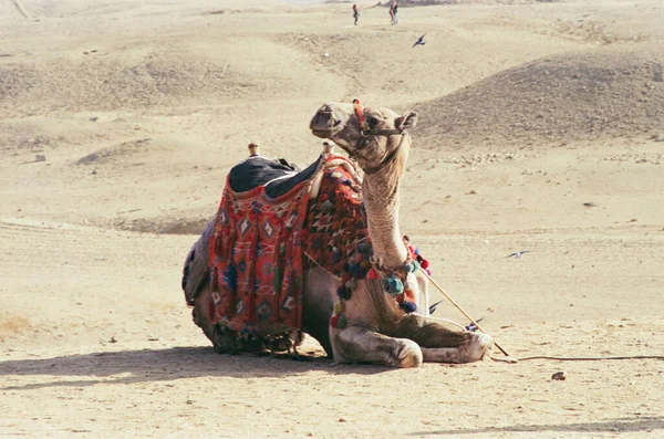 Верблюжье Животное Египте Фото Аналогового Фильма — стоковое фото