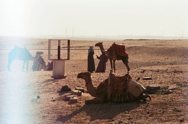 Карета Бедуїнами Верблюдами Єгипті Каїр Фільм — стокове фото