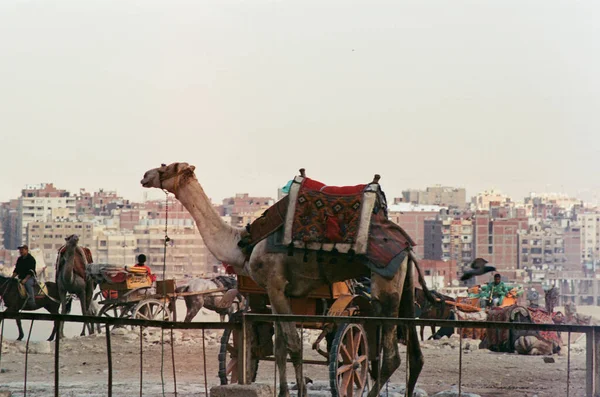 Bedouin Carriage Camels Egypt Cairo Film Photo — Stock Photo, Image