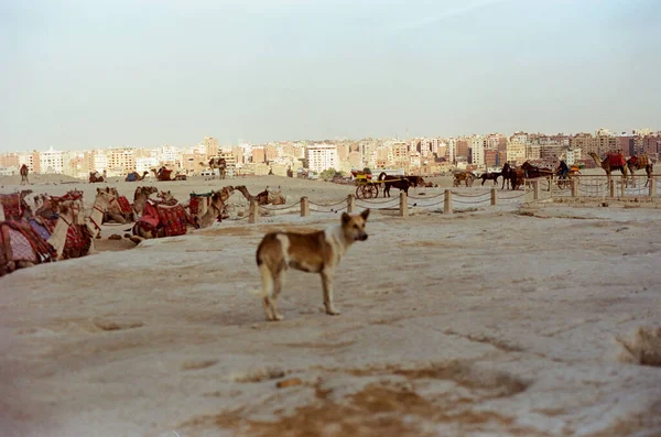 Карета Бедуинов Верблюдов Египте Каир Фото Фильма — стоковое фото