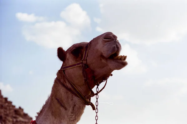 Camel Animal Egypt Analog Film Photo — Stock Photo, Image