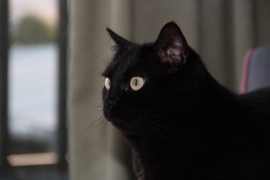 Gri gözlü siyah bir kedi.