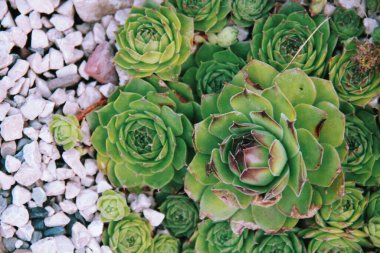 Sulu arka plan bitkisi, yemyeşil bitki ve bahçe. 