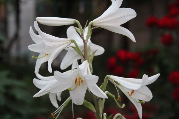 Bunga Putih Taman Musim Panas Dengan Tanaman Bunga Hijau — Stok Foto