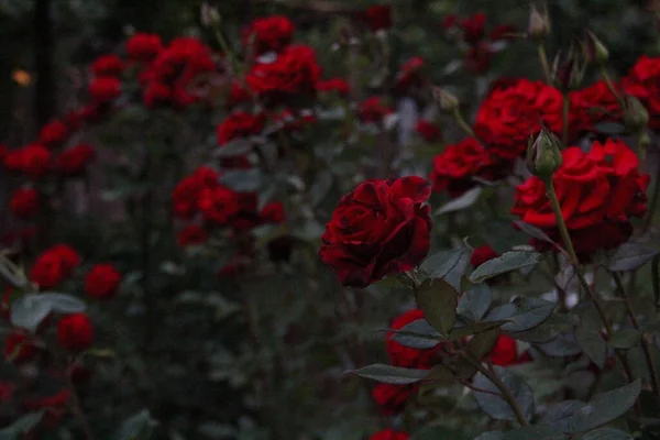 Jardín Verano Con Rosas Rojas Arbusto —  Fotos de Stock