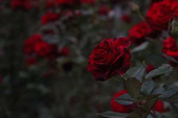 Çalılıklarda Kırmızı Güller Olan Yaz Bahçesi — Stok fotoğraf