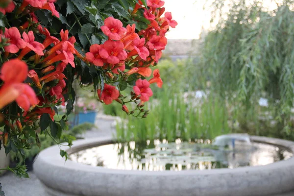 สวนฤด อนท ชดอกไม ยวและต นไม และน — ภาพถ่ายสต็อก