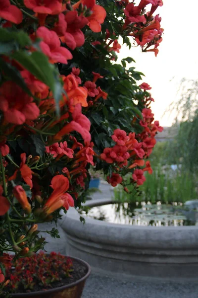 Yeşil Çiçekli Ağaçlı Yaz Bahçesi Çalılıklarda Kırmızı Çiçekler — Stok fotoğraf