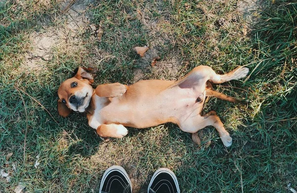 Bedårande Brun Valp Hund Gräs Och Partiell Bild Person Fötter — Stockfoto