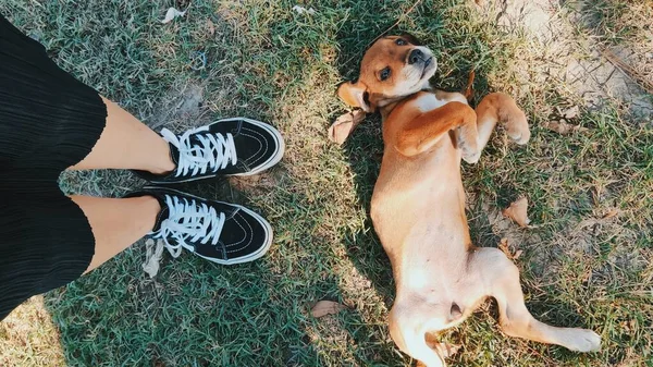 Cão Cachorro Marrom Adorável Grama Visão Parcial Pernas Pés Pessoa — Fotografia de Stock