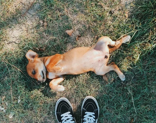 草上可爱的褐色小狗和人脚的部分视力 — 图库照片