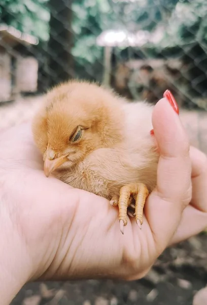 人間の手の上に小さな雛が寝ている鳥を抱いて — ストック写真
