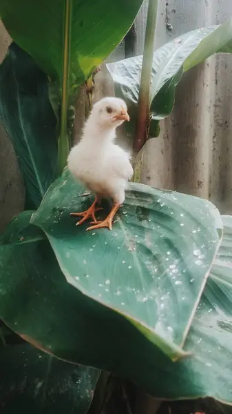 Цыпленок Зеленом Листе Флоре Фауне — стоковое фото